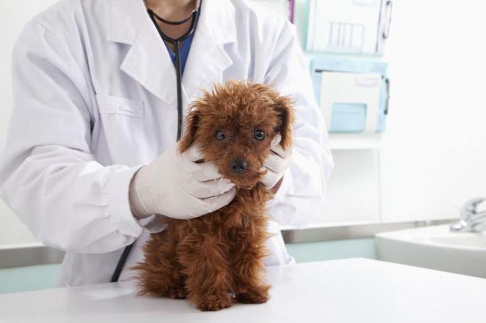 A kutyák szenvednek encephalitis és borreliosis 