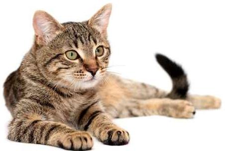 Miért kalapálnak a macskák a mancsokkal? Szakértők válaszai