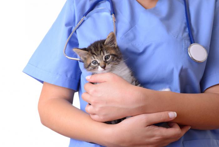 Szmolenszk. Állatorvosi klinika - háziállatok segítése