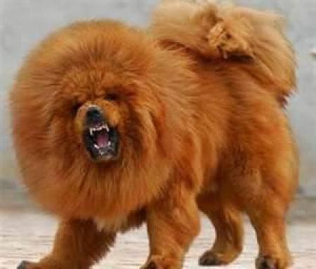 Tibeti masztiff: kutya méret, fajta leírása