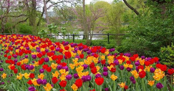 Hogyan és mikor kell átültetni a tulipánokat