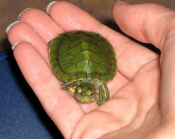 Hogyan lehet meghatározni a vörösvérteste teknősök korát külső jelzésekkel?