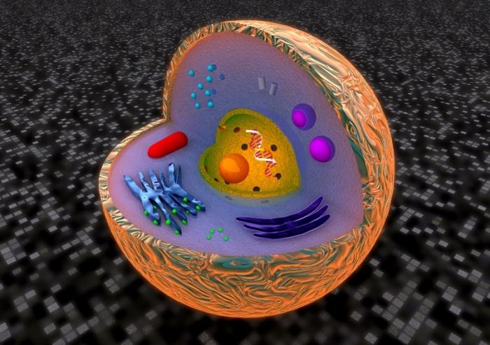 Eukarióta sejtek és szerkezeti és funkcionális szervezete